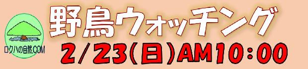 野鳥ウォッチング