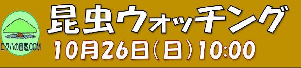 昆虫ウォッチング