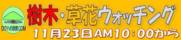 樹木草花ウォッチング